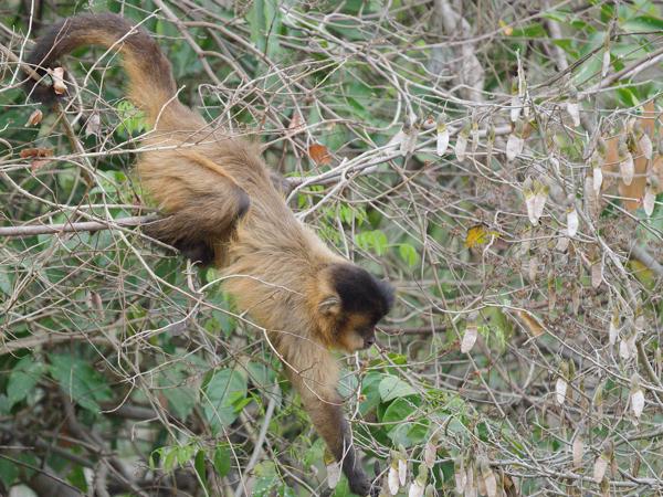 Zwarte brulaap (Alouatta caraya)
